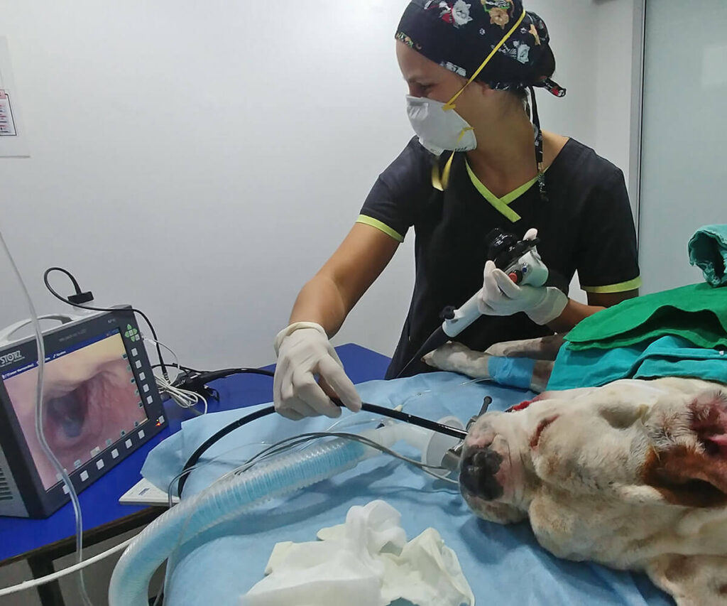 Endoscopia Veterinária